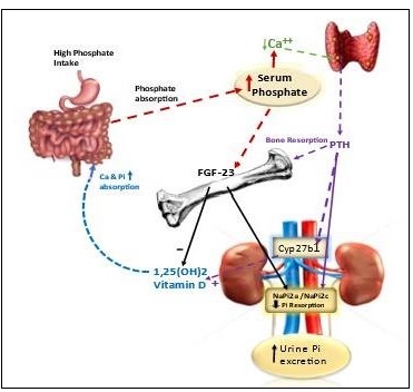 Figure 23b.4